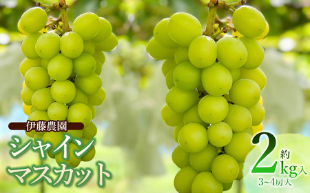 【令和8年産先行予約】 シャインマスカット 約2kg (3～4房) 山形県鶴岡市　伊藤農園