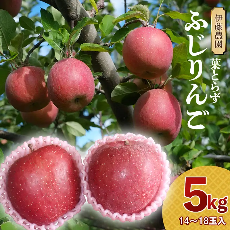 【令和8年産先行予約】葉とらずリンゴ「ふじりんご」　約5kg（14～18玉入）　伊藤農園