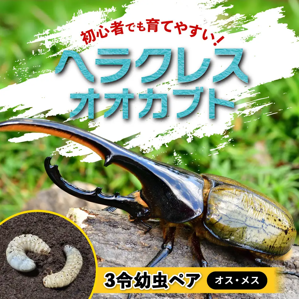 【先行予約】ヘラクレスオオカブト3令幼虫ペア ※育て方の説明書付き※配送不可地域あり【2026年6月から順次発送】