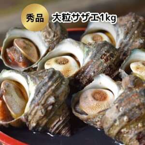 秀品サザエ1kg 刺身・生食可(CAS冷凍で新鮮)約7?13コ