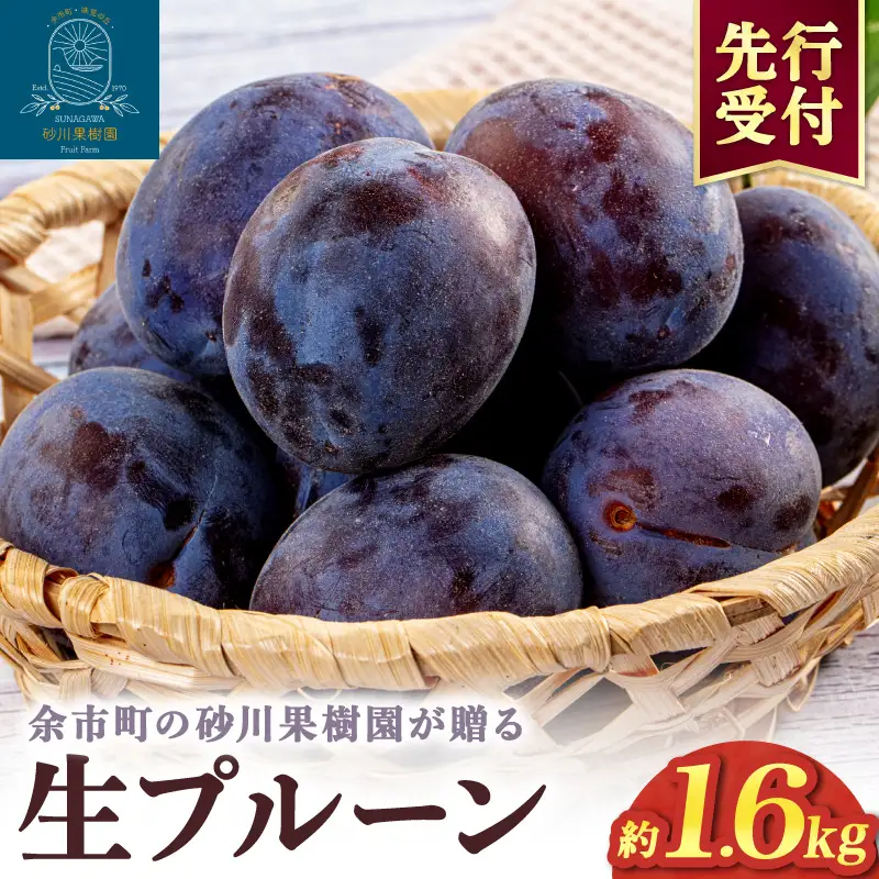 【先行予約：2026年8月中旬より発送】余市の砂川果樹園が贈る【余市の生プルーン】1.6kg_Y033-0040