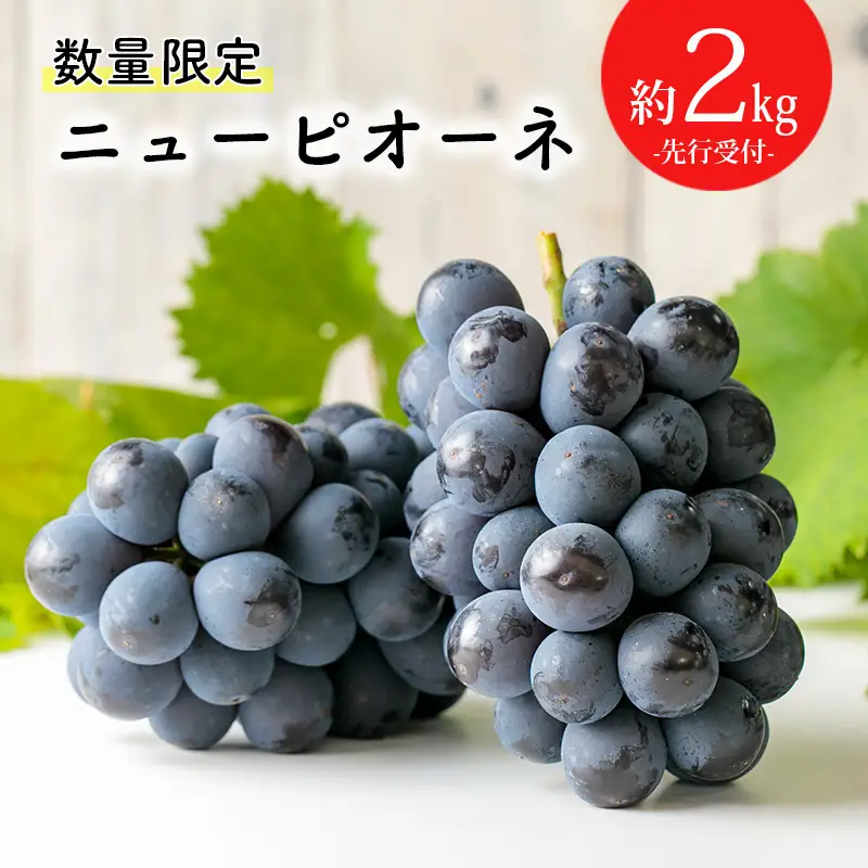 【数量限定・先行受付】久保ぶどう園のニューピオーネ約2kg(3～4房) 果汁たっぷりの美味しい大粒の葡萄 TF0273-P00005
