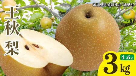 王秋梨 約3kg 4玉～6玉 (茨城県共通返礼品:城里町) 2026年 梨 なし 和梨 フルーツ 甘い お正月 クリスマス 大玉 直送 茨城 限定 [CO009sa]