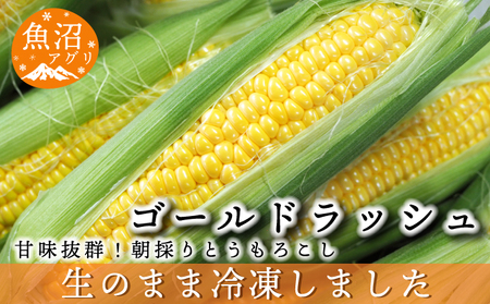 魚沼産 冷凍生とうもろこしと冷凍粒とうもろこしのセット 野菜 国産 日本産 簡単 便利 コーン 冷凍コーン ゴールドラッシュ 新潟県産 食材 食べ物 直送 産地直送 