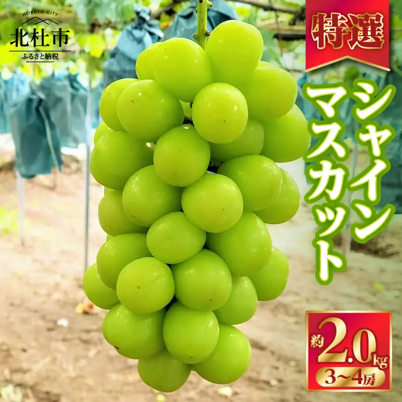 【2026年先行予約】北杜市白州 名水の里の特選シャインマスカット 約2kg(3～4房) 贈答にもおススメ [h222]