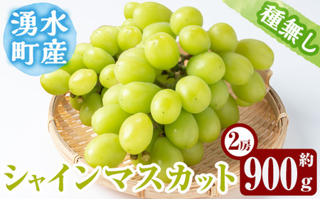 ≪先行予約受付中！2026年8月中旬以降順次発送≫ シャインマスカット(約900g・2房) 国産 九州産 鹿児島産 シャインマスカット マスカット 葡萄 ぶどう ブドウ 果物 くだもの フルーツ 贈答 贈り物 ギフト プレゼント 旬 【大倉野 隆】_y417