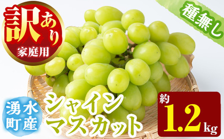 ≪先行予約受付中！2026年8月中旬以降順次発送≫ 訳あり！シャインマスカット(約1.2kg) 国産 九州産 鹿児島産 湧水町 マスカット 葡萄 ぶどう ブドウ 果物 くだもの フルーツ 旬 訳アリ ワケあり 家庭用 種無し 種なし 【大倉野 隆】_y418