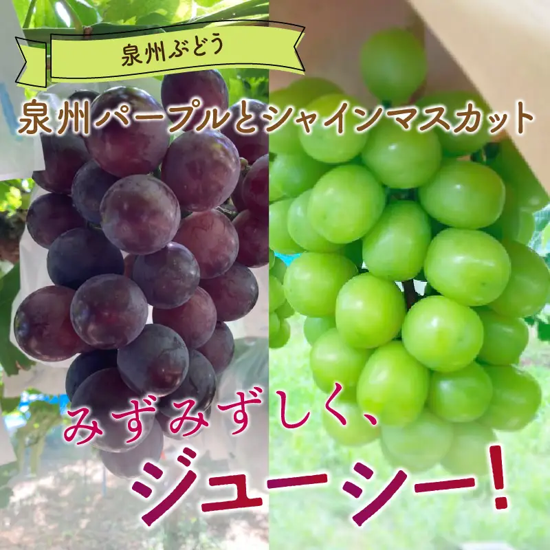 泉州ぶどう　泉州パープルとシャインマスカットのセット【065D-016】