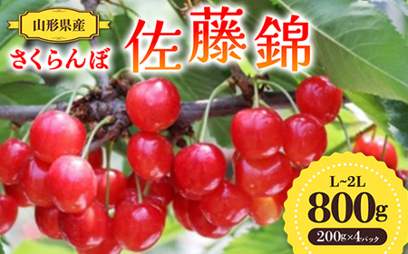 【先行予約 令和8年度発送】山形県産 さくらんぼ 佐藤錦 800g（200g×4パック）秀品以上 L～2Lサイズ FSY-0691