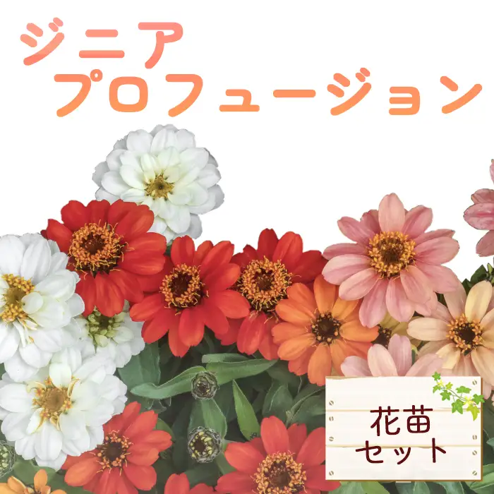 ジニア プロフュージョン花苗セット No.022 | 埼玉県行田市 | ふるさと