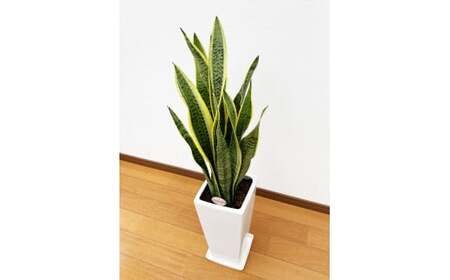 サンスベリア7号陶器スリム 白 鉢 インテリア 観葉植物 草花 樹木 ギフト
