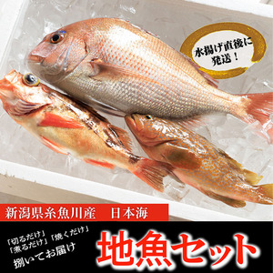 プロが選んだ！魚屋の鮮魚詰め合わせセット（刺身用１種と塩焼・煮付用下処理済各１匹づつ）日本海・能生漁港直送！新潟県 糸魚川 磯貝鮮魚店