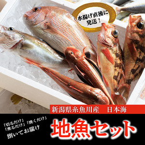 プロが選んだ！旬の鮮魚詰め合わせセット（刺身用２種と塩焼・煮付用下処理済各２匹づつ）日本海・能生漁港直送！新潟県 糸魚川 磯貝鮮魚店