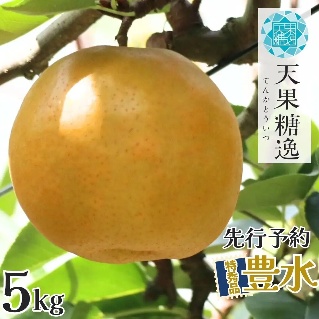 先行予約 和梨 豊水 特秀品 約5kg 糖度13度以上を厳選 令和8年度 新潟県産 天果糖逸 JAえちご中越
