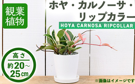 ＜観葉植物＞ホヤ・カルノーサ・リップカラー(3.5号) (陶器鉢・受け皿付) 観葉植物 植物 インテリア 開店祝い 移転祝い おしゃれ 室内 ギフト プレゼント オフィス 陶器鉢 受け皿 玄関 小型 個性【m24-06】【アイエヌエー】