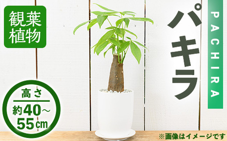 ＜観葉植物＞パキラ(4号) (陶器鉢・受け皿付)観葉植物 植物 インテリア 開店祝い 移転祝い おしゃれ 室内 ギフト プレゼント オフィス 陶器鉢 受け皿 玄関 小型 個性【m24-08】【アイエヌエー】