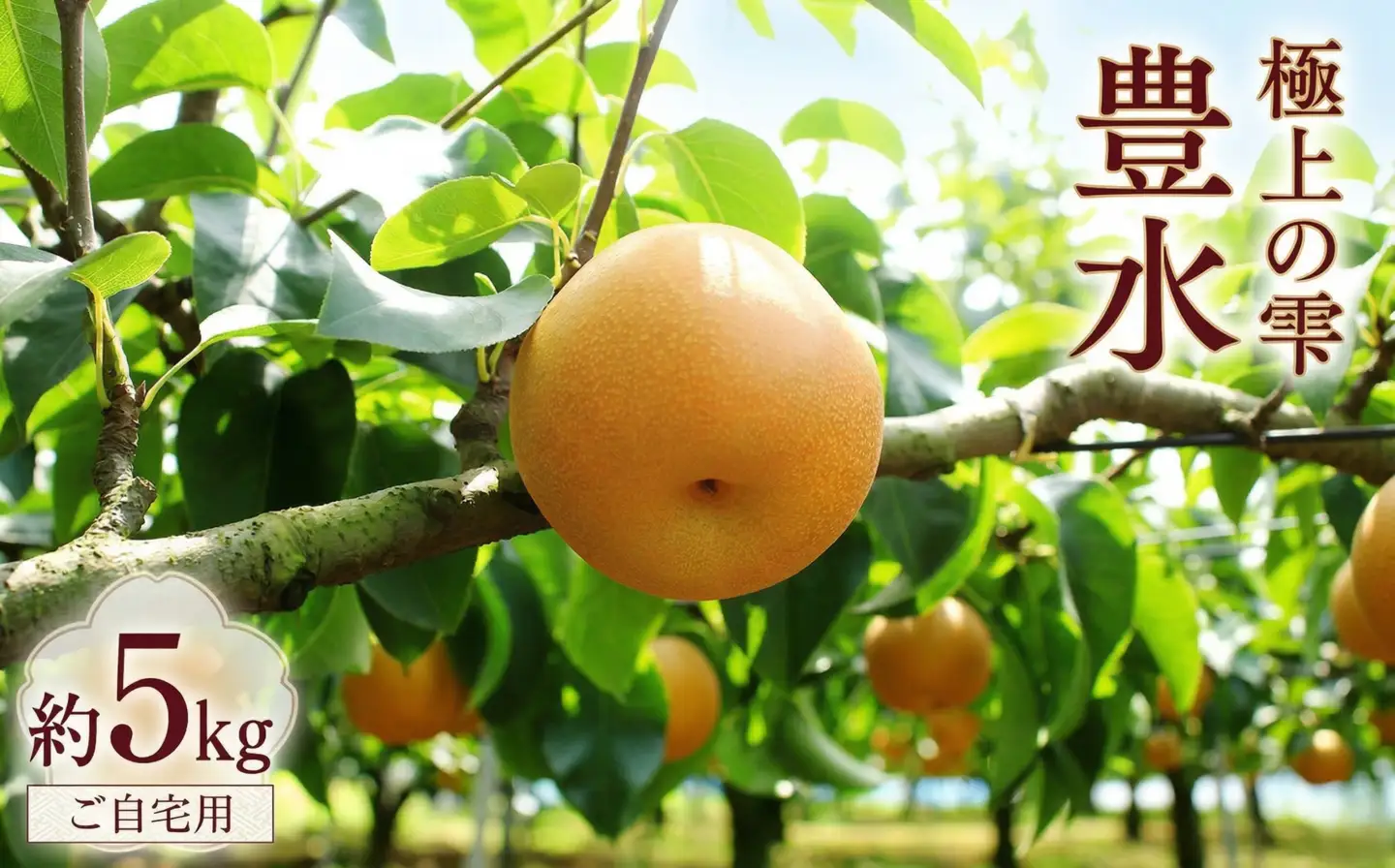 極上の雫 『 豊水 』 5kg ( 自家用 ) 2026年産 先行予約