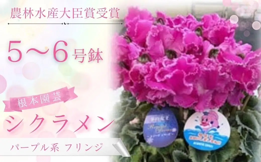 【先行予約】シクラメン パープル系フリンジ 5号鉢 根本園芸 ｜ シクラメン 農林水産大臣賞