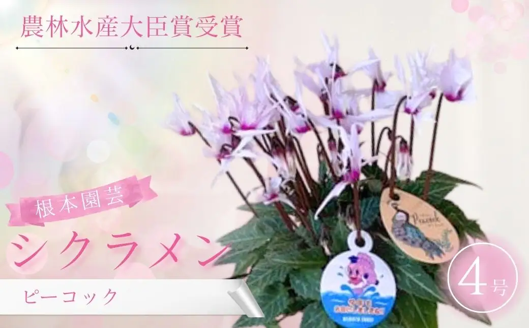 【先行予約】シクラメン ピーコック 4号鉢 根本園芸 ｜ シクラメン 農林水産大臣賞