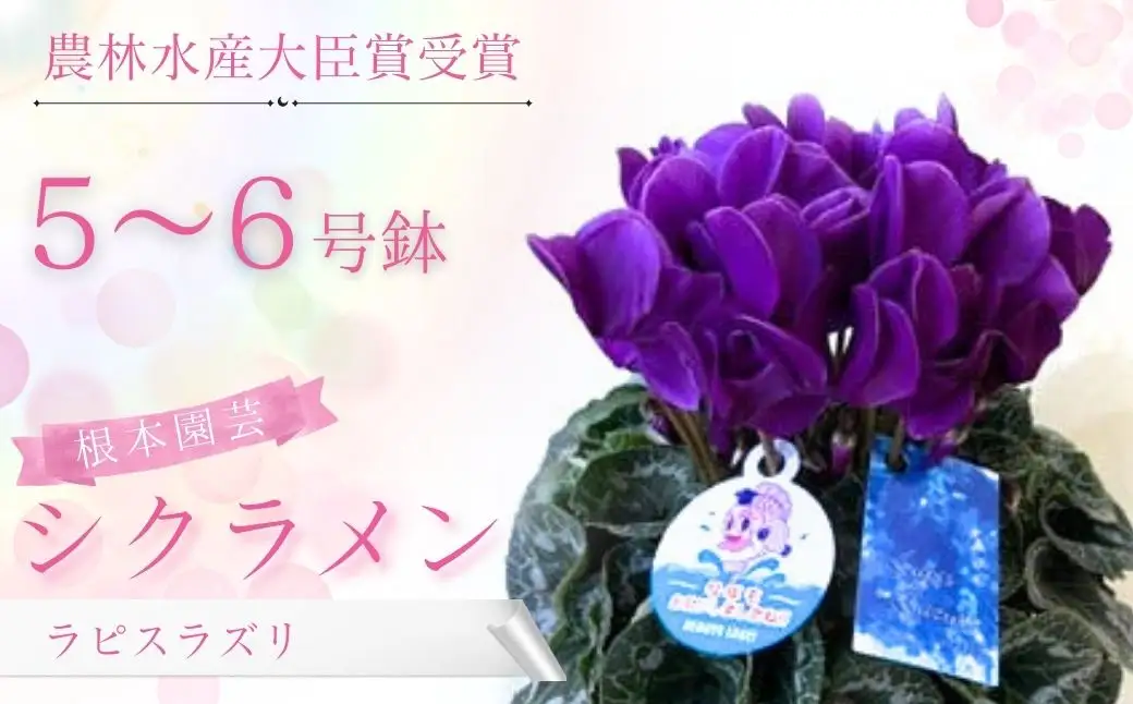 【先行予約】シクラメン ラピスラズリ ブルー 5号鉢 根本園芸 ｜ シクラメン 農林水産大臣賞
