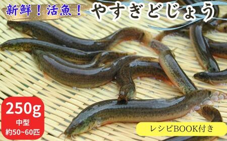 やすぎどじょう250g（女子高生制作どじょう料理レシピBOOK付き）【どじょう 活魚 生きたまま 食用 養殖 やわらかい 弾力 クセがない レシピ付き 魚 美味しい 栄養 食べやすい 新鮮 島根県 安来市】【価格変更】【09-DS-01】