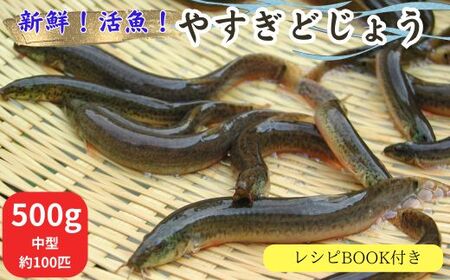 やすぎどじょう500g（女子高生制作どじょう料理レシピBOOK付き）【どじょう 活魚 生きたまま 食用 養殖 やわらかい 弾力 クセがない レシピ付き 魚 美味しい 栄養 食べやすい 新鮮 島根県 安来市】【価格変更】【13-DS-02】