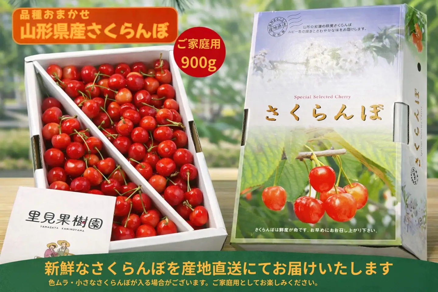 朝採りさくらんぼ（品種おまかせ）９００ｇ以上　ご家庭用　0079-2606