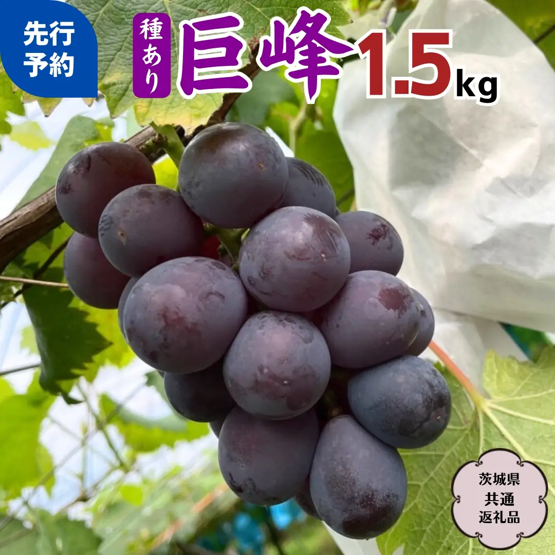 巨峰 1.5kg ( 種あり ) ( 茨城県共通返礼品 石岡市 ) ぶどう ブドウ フルーツ 果物 2026年8月中旬以降発送 [DC007sa]
