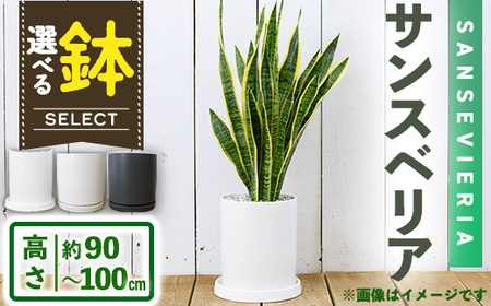 ＜観葉植物＞サンスベリア(7号) (陶器鉢(モダンマット釉(ホワイト))・受け皿付) 観葉植物 植物 インテリア 開店祝い 移転祝い おしゃれ 室内 ギフト プレゼント オフィス 陶器鉢 受け皿 玄関 小型個性【m24-16-B】【アイエヌエー】