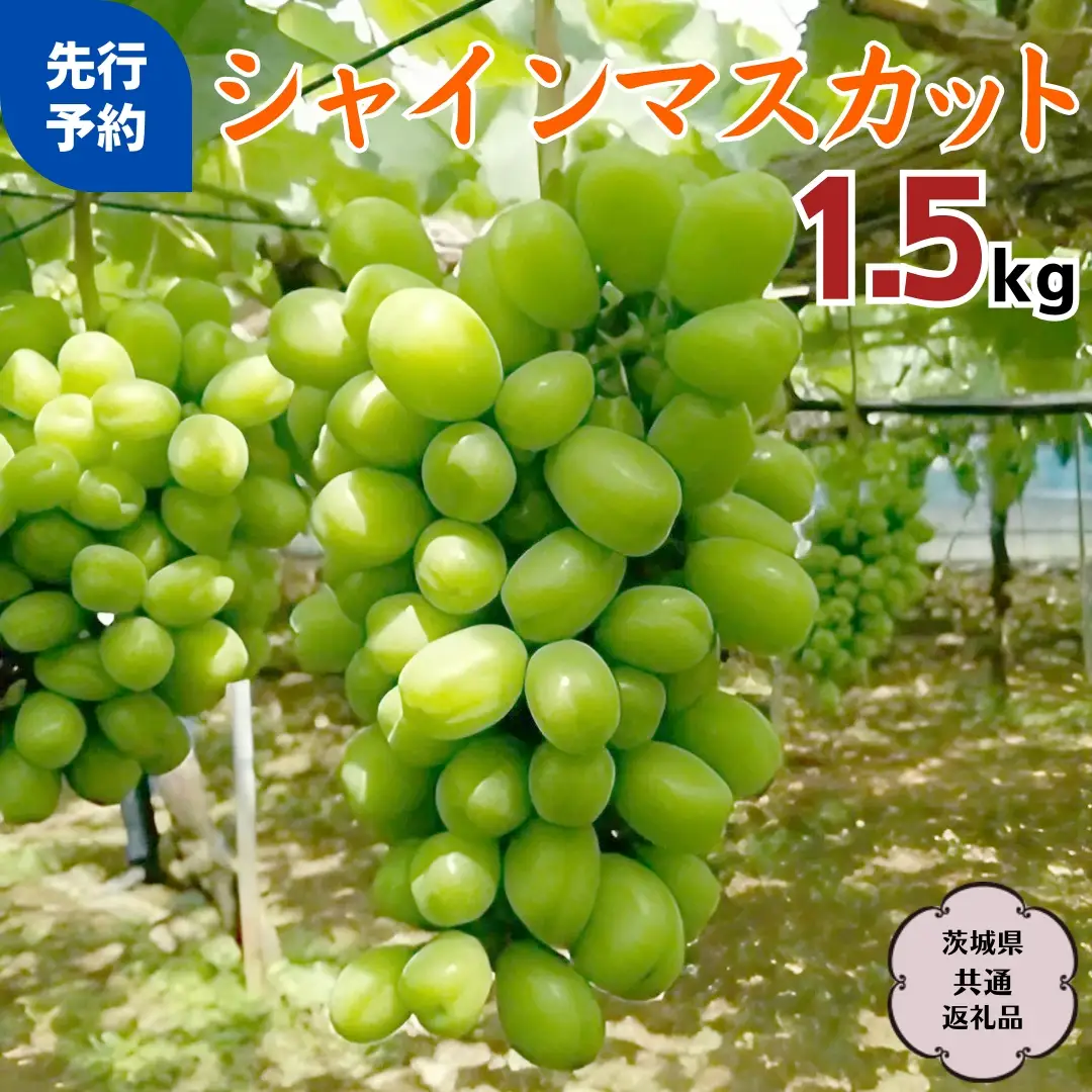 シャインマスカット 1.5kg ( 茨城県共通返礼品 石岡市 ) ご自宅用 マスカット フルーツ 果物  2026年9月上旬以降発送 [DC009sa]