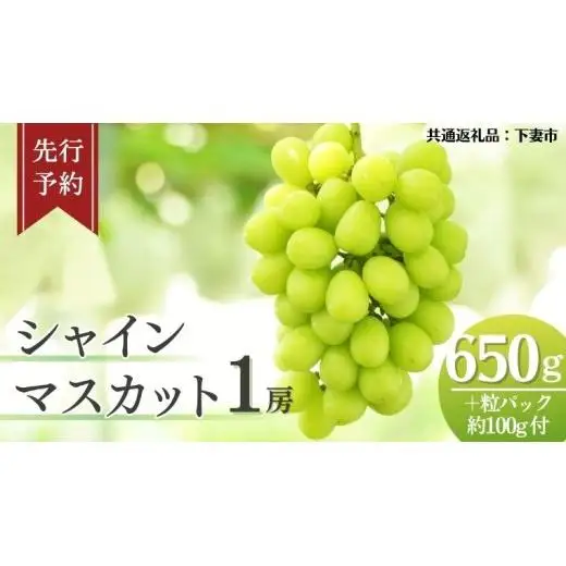 《 先行予約 》 シャインマスカット 1房 ( 約650g + 粒パック 約100g付 )【2026年8月下旬頃発送開始】 ( 共通返礼品：下妻市 )
