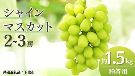 《 先行予約 》 シャインマスカット 2～3房 ( 約 1.5kg )  贈答用 【2026年8月下旬頃発送開始】 ( 共通返礼品：下妻市 )