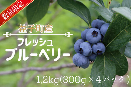 ＼数量限定／【先行予約】 益子町産 フレッシュブルーベリー 1.2kg (300g×4パック) | ブルーベリー  順次発送 フルーツ 新鮮 旬 期間限定  ハイブッシュ系 大粒 ジューシー スムージー (AA019-1)