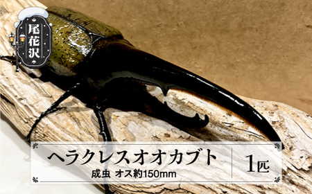 ヘラクレス 尾花沢市産 昆虫の王様 ヘラクレスオオカブト カブトムシ オス 成虫 1匹 約150mm (山形県産 )kb-blham150