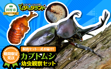 【先行予約】 カブトムシ 幼虫観察セット 2026年5月発送 福島県 田村市