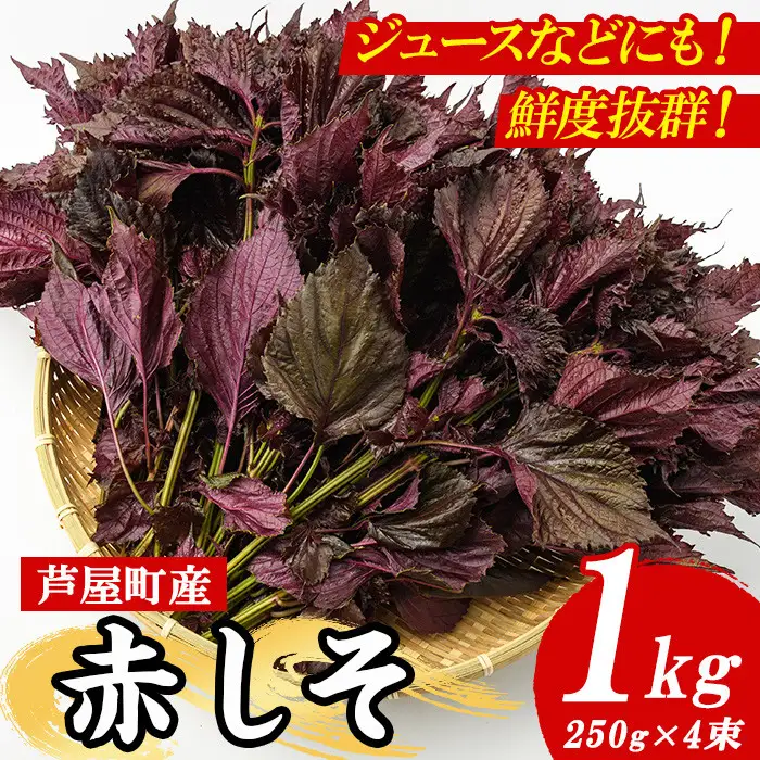 ＜先行予約受付中！2026年6月上旬より順次発送予定＞ 福岡県芦屋町特産 赤しそ (計1kg・250g×4束) 紫蘇 シソ あかしそ 赤しそ 芦屋町産 しそジュース 葉 手作り 手づくり 野菜 やさい 生鮮品 【朝ごはん本舗】as05-066