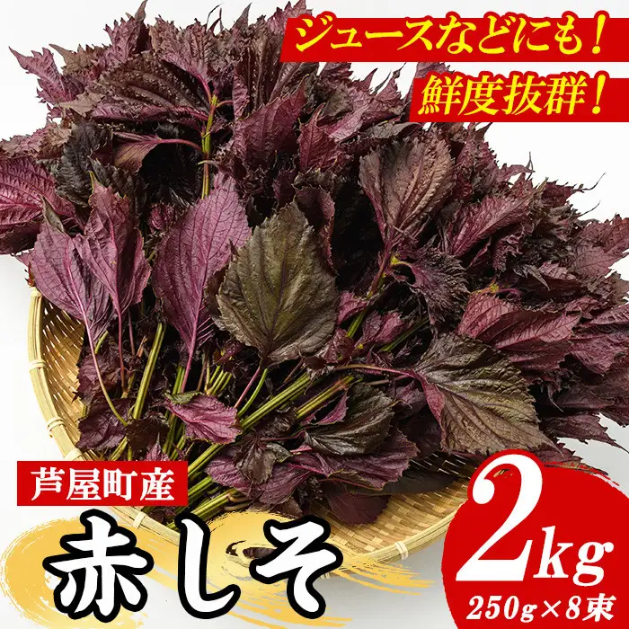 ＜先行予約受付中！2026年6月上旬より順次発送予定＞ 福岡県芦屋町特産 赤しそ (計2kg・250g×8束) 紫蘇 シソ あかしそ 赤しそ 芦屋町産 しそジュース 葉 手作り 手づくり 野菜 やさい 生鮮品 【朝ごはん本舗】as05-067