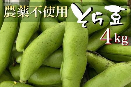 甘～い そら豆 4kg かたもとオーガニックファーム