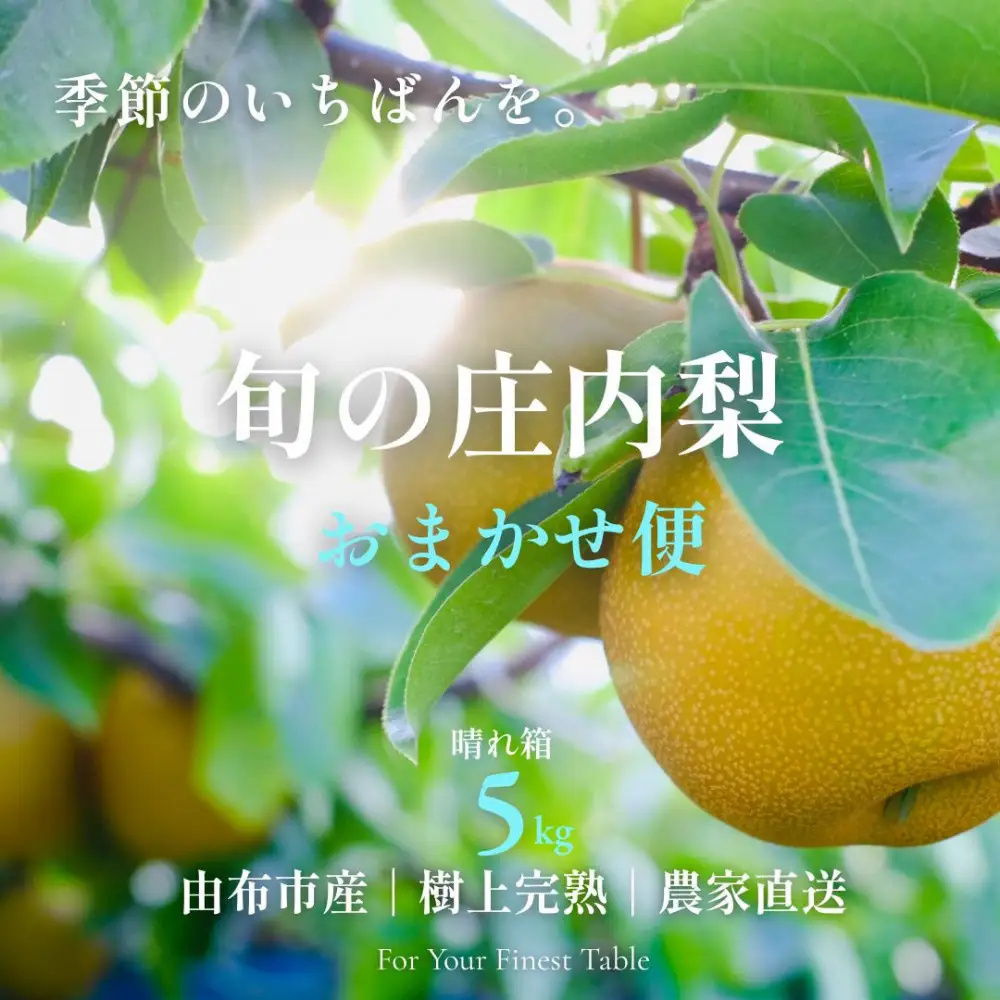 【晴れ箱】由布市産 庄内梨 約5kg｜旬のおまかせ便・樹上完熟・農家直送・期間限定｜庄内梨の藤原