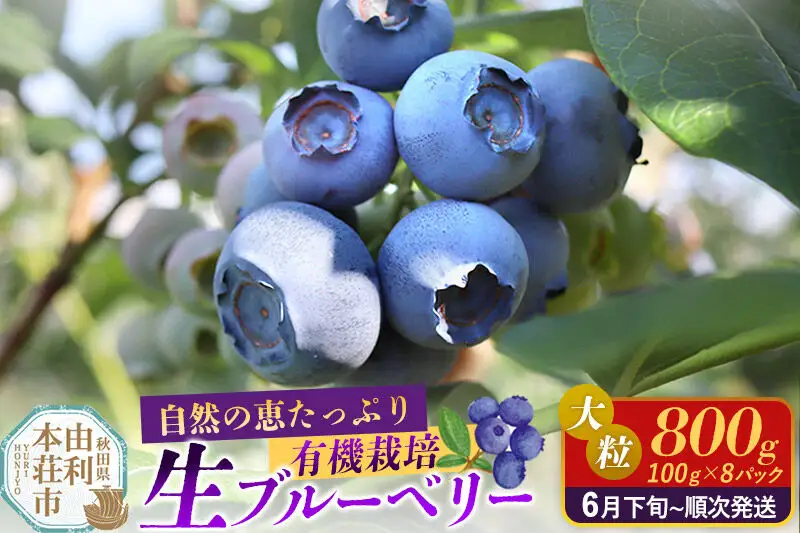 《先行受付》田口農園 秋田県産 大粒 ブルーベリー 生 合計800g（100g×8パック） 【6月下旬から順次発送】