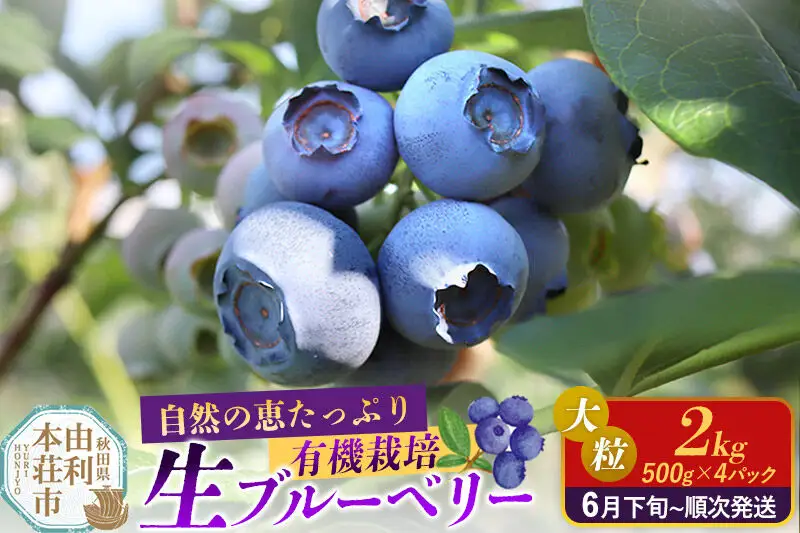 《先行受付》田口農園 秋田県産 大粒 ブルーベリー 生 合計2kg（500g×4パック） 【6月下旬から順次発送】