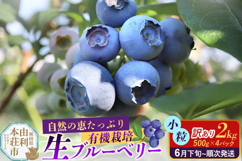 《先行受付》【訳あり】田口農園 秋田県産 小粒 ブルーベリー 生 合計2kg（500g×4パック） 【6月下旬から順次発送】