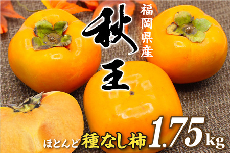 【2026年収穫分 先行予約!】福岡県ブランド柿「秋王」化粧箱約1.75kg【JAほたるの里】_HA1318