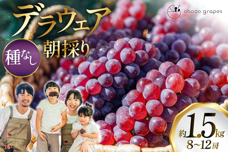 【期間限定発送】 ぶどう デラウェア 8～12房 約 1.5kg 朝採り [oboco grapes 山形県 高畠町 tk06ayt250002]