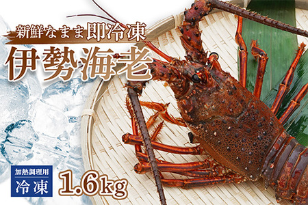 伊勢海老 冷凍 約1.6kg  加熱調理用 【 伊勢海老 エビ いせえび 冷凍 加熱用 味噌汁 】