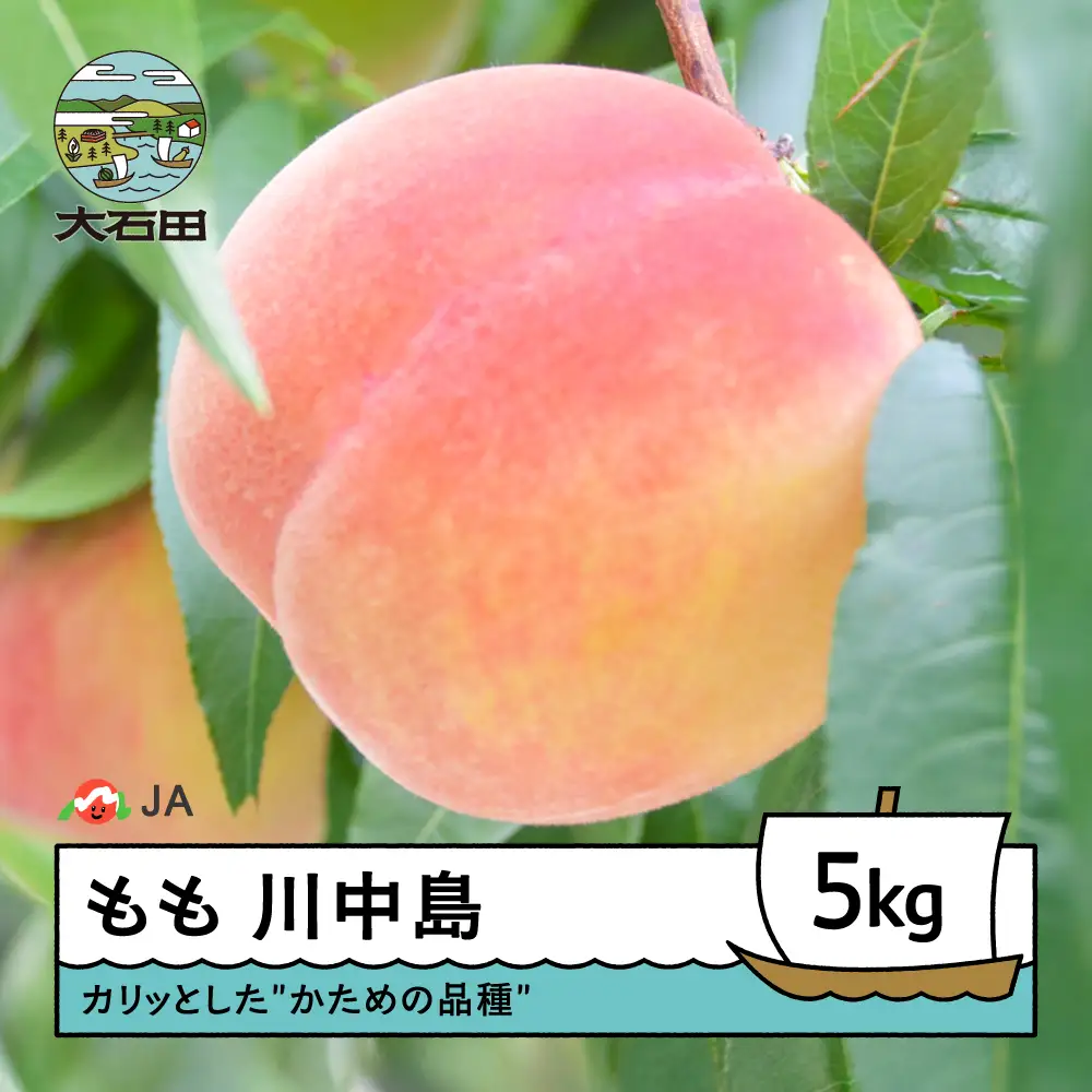 【先行予約】もも 桃 川中島 約5kg 2026年産 令和8年産 果物 フルーツ 果樹 ja-moknx5 ※沖縄・離島への配送不可