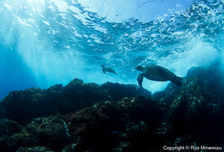 清水町ふるさと大使　海洋生物写真家　峯水亮氏による　作品パネル　Breaking waves of turtles（_MG_0350_A3W）