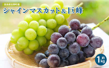 【令和８年分 先行予約】シャインマスカット ＆ 巨峰 約1kg 各1房（計2房）《山本観光ぶどう園》