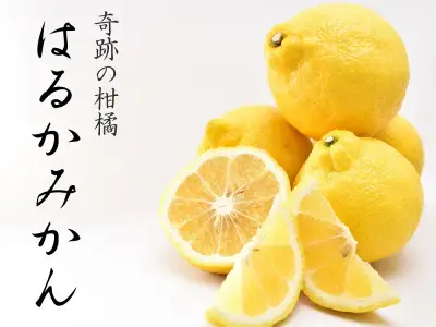はるかみかん 6kg 訳あり みかん 和歌山県海南市より農園直送 2027年3月から4月中旬頃順次発送［Mg29］