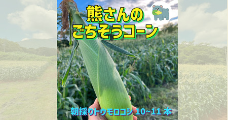 【 冷蔵 クール 】 朝採り トウモロコシ 熊さんのごちそうコーン 10本 ～ 11本 品種 ゴールドラッシュ 合同会社 TAMAI WINE 配送先は本州限定 2026年7月下旬頃から2026年8月下旬頃まで順次発送予定 令和8年度収穫分 信州 野菜 とうもろこし コーン 長野 予約 農家直送 長野県 飯綱町 [1625]